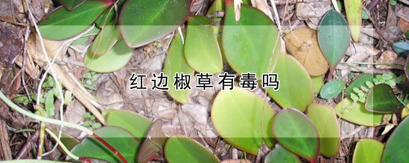 红边椒草有毒吗