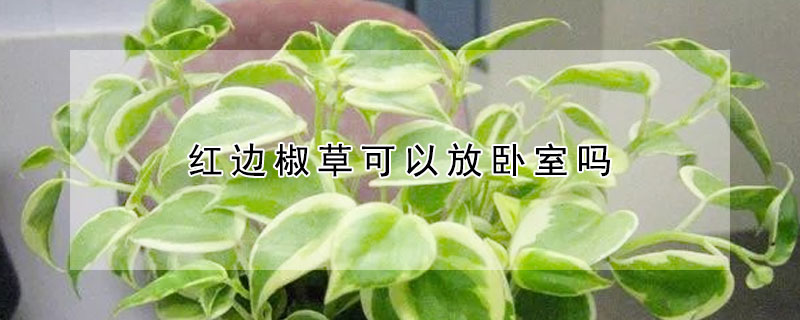 红边椒草可以放卧室吗