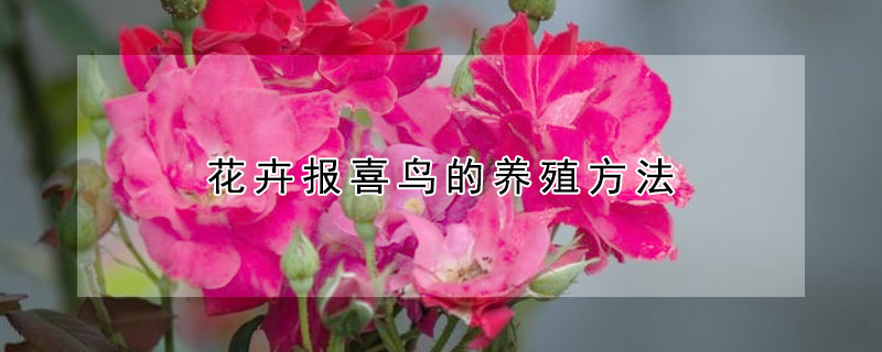 花卉报喜鸟的养殖方法