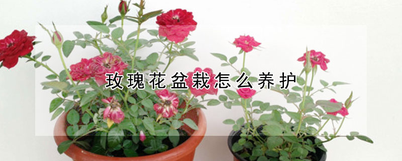 玫瑰花盆栽怎么养护