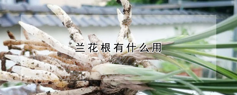 兰花根有什么用