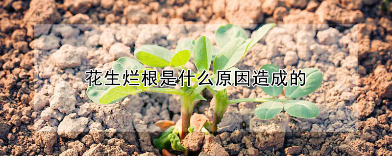 花生烂根是什么原因造成的