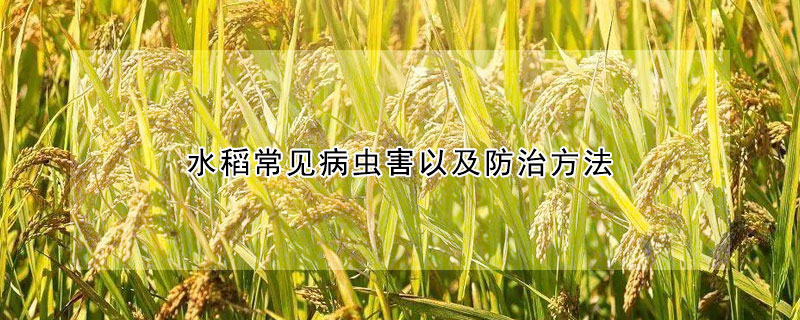 水稻常见病虫害以及防治方法
