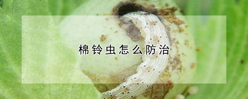 棉铃虫怎么防治