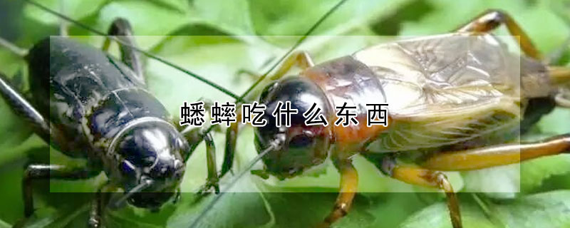 蟋蟀吃什么东西