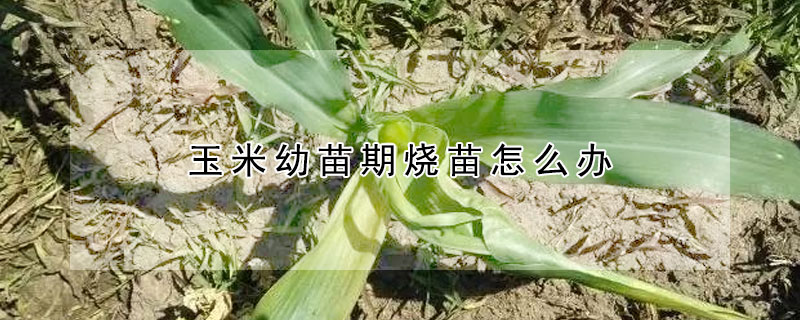 玉米幼苗期烧苗怎么办