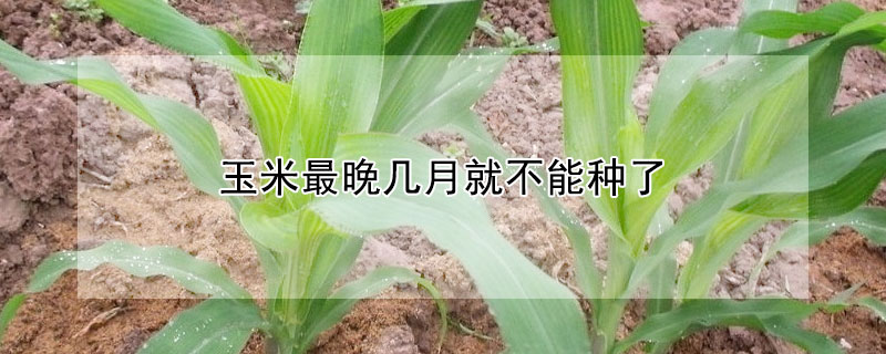 玉米最晚几月就不能种了 —【发财农业网】