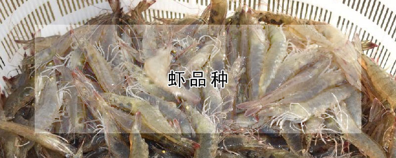 虾品种