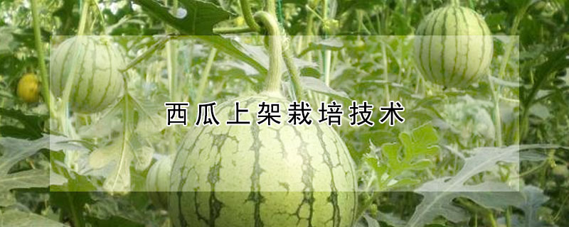 西瓜上架栽培技术