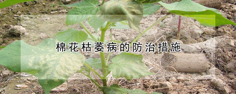 棉花枯萎病的防治措施