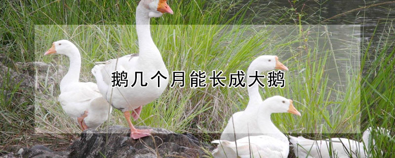 鹅几个月能长成大鹅