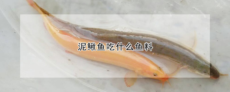 泥鳅鱼吃什么鱼料