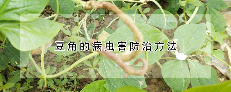 豆角的病虫害防治方法