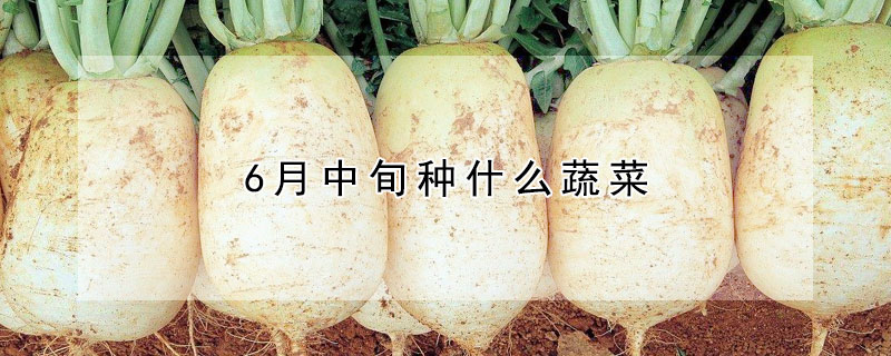 6月中旬种什么蔬菜 —【发财农业网】