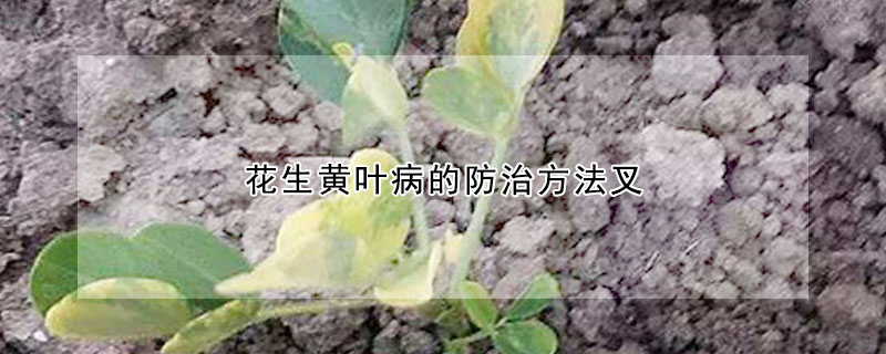 花生黄叶病的防治方法