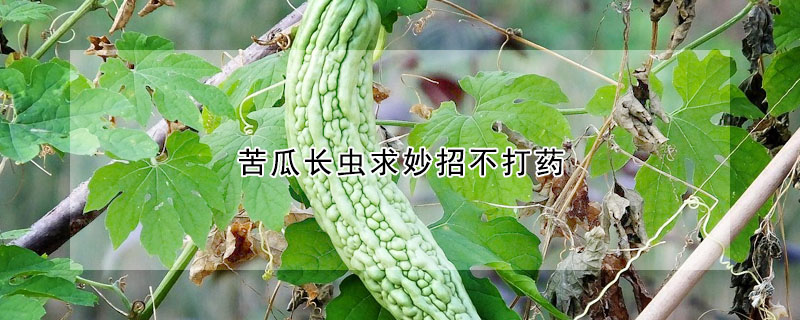 苦瓜长虫求妙招不打药