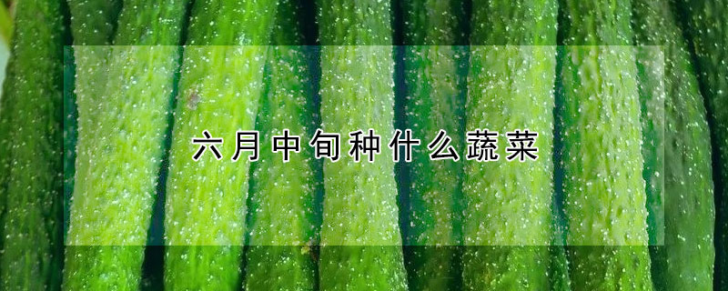 六月中旬种什么蔬菜