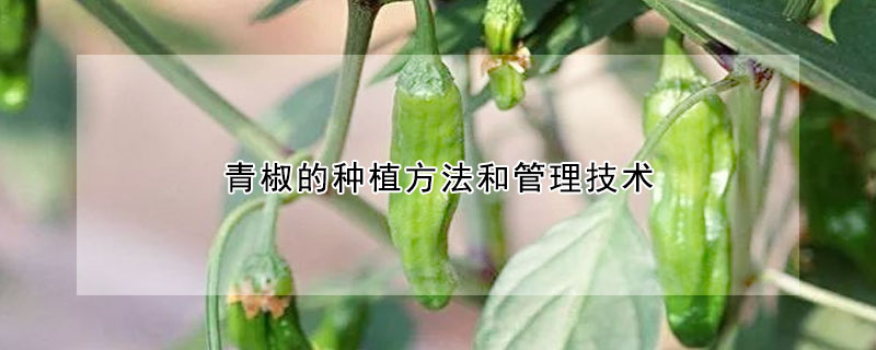 青椒的种植方法和管理技术