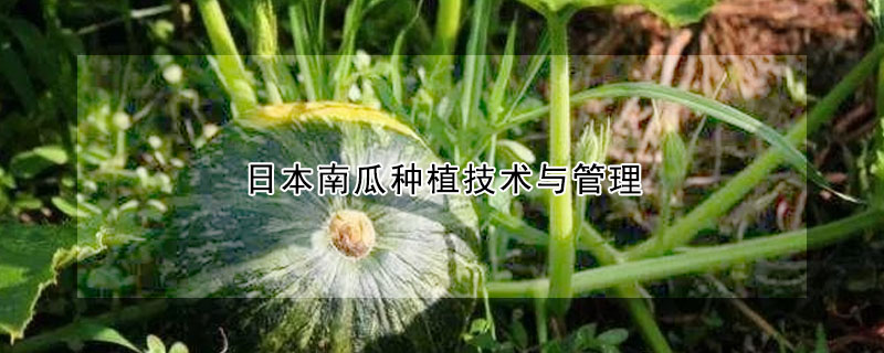 日本南瓜种植技术与管理