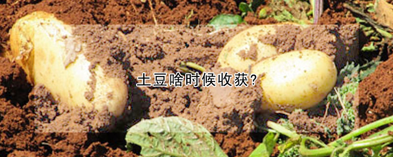 土豆啥时候收获?