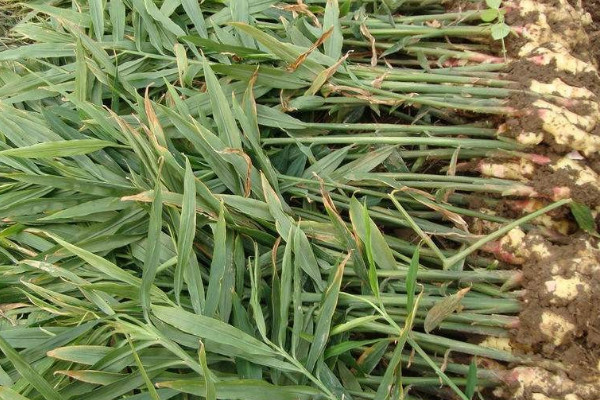 姜的种植方法及栽培技术视频