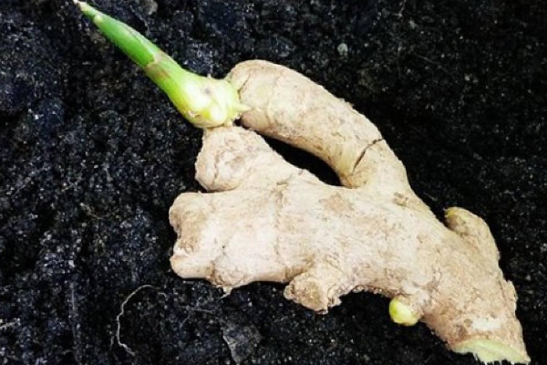 姜的种植方法及栽培技术视频