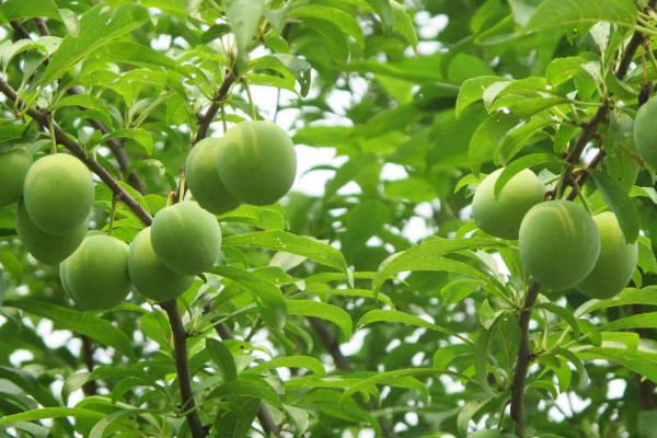 夏季李子树嫁接方法