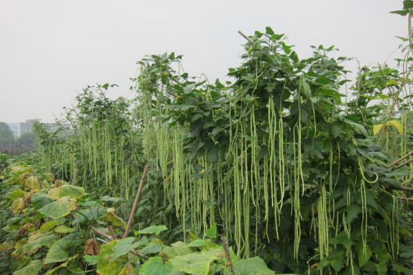 无架豇豆种植时间和方法视频