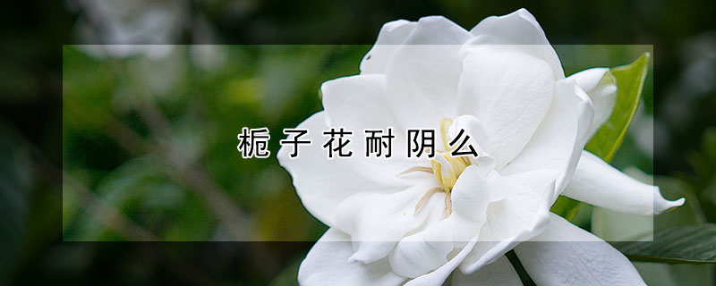 栀子花耐阴么