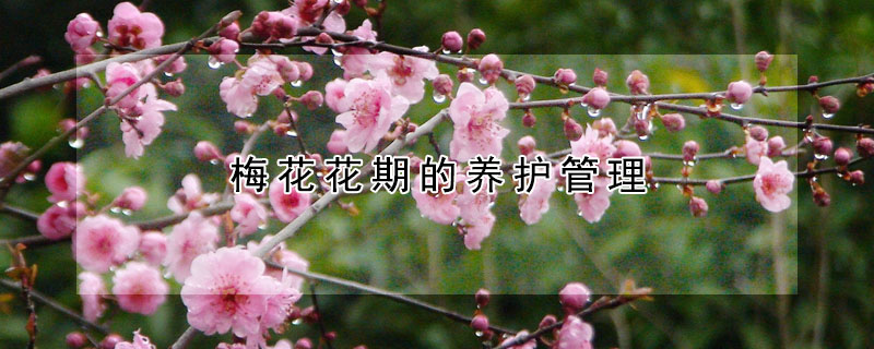 梅花花期的养护管理