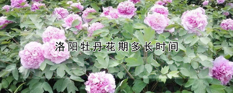 洛阳牡丹花期多长时间