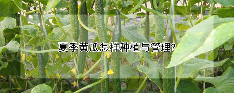 夏季黄瓜怎样种植与管理?