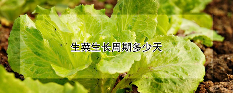 生菜生长周期多少天