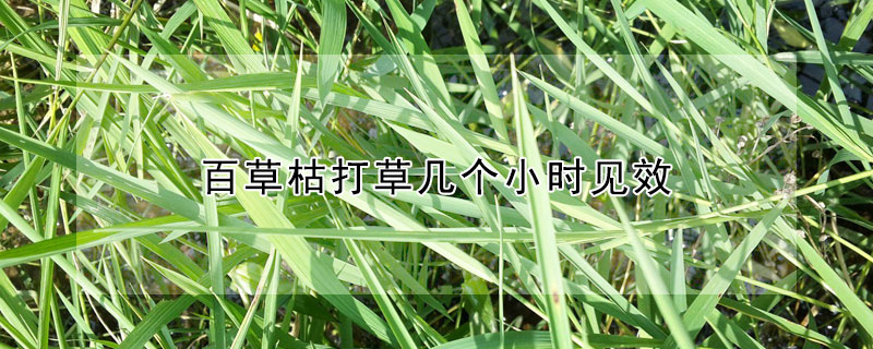 百草枯打草几个小时见效