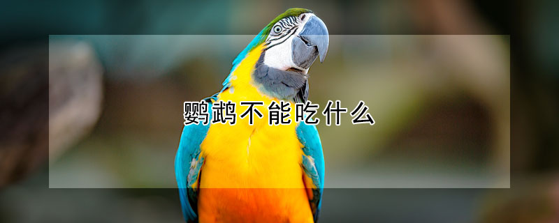 鹦鹉不能吃什么