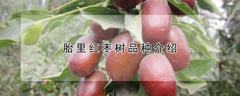 胎里红枣树品种介绍
