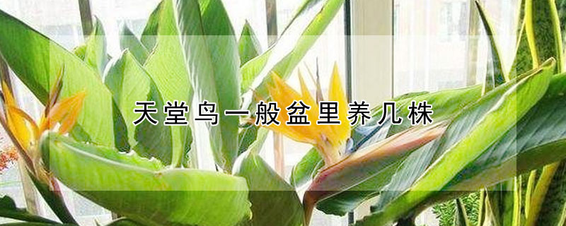 天堂鸟一般盆里养几株