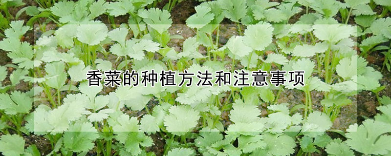 香菜的种植方法和注意事项