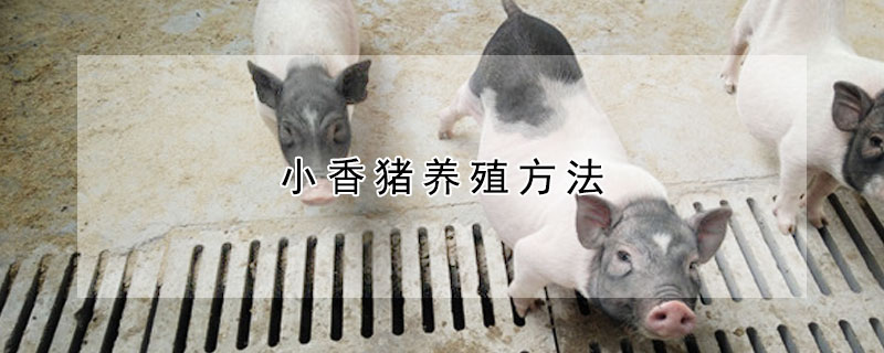 小香猪养殖方法