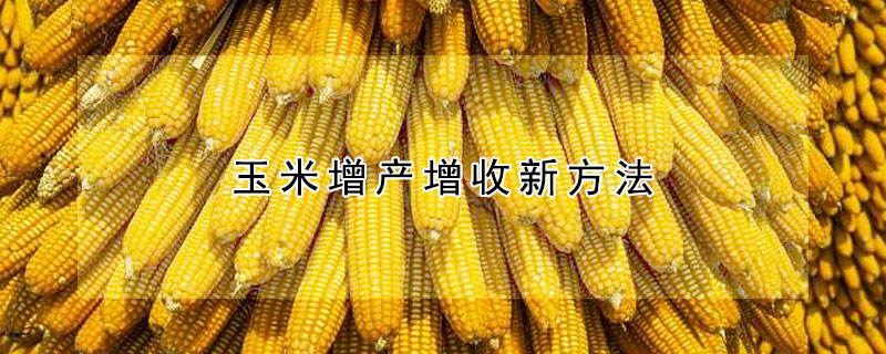 玉米增产增收新方法