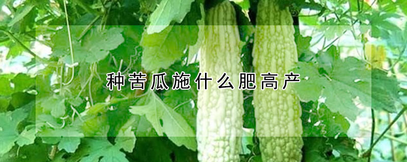 种苦瓜施什么肥高产