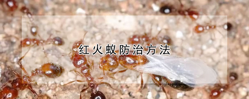 红火蚁防治方法