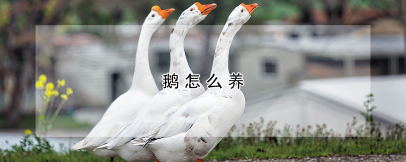 鹅怎么养