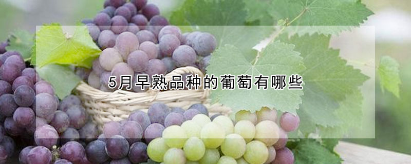 5月早熟品种的葡萄有哪些