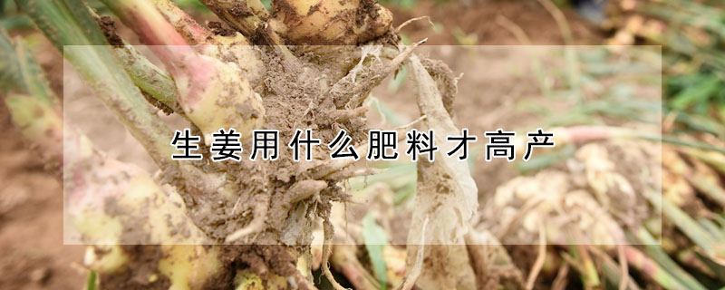 生姜用什么肥料才高产