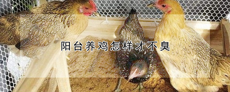 阳台养鸡怎样才不臭