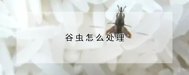 谷虫怎么处理