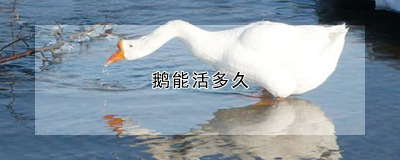 鹅能活多久