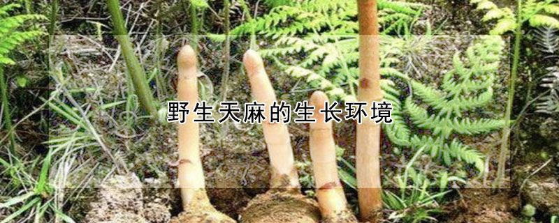 野生天麻的生长环境