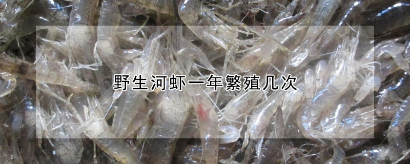 野生河虾一年繁殖几次